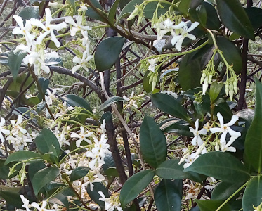 [The image is full of white flowers against a backdrop of large green leaves. Each bloom is five thin petals in pinwheel shape as if they were turning.]